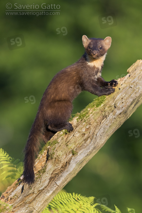 Pine Marten, adult climbing an old trunk