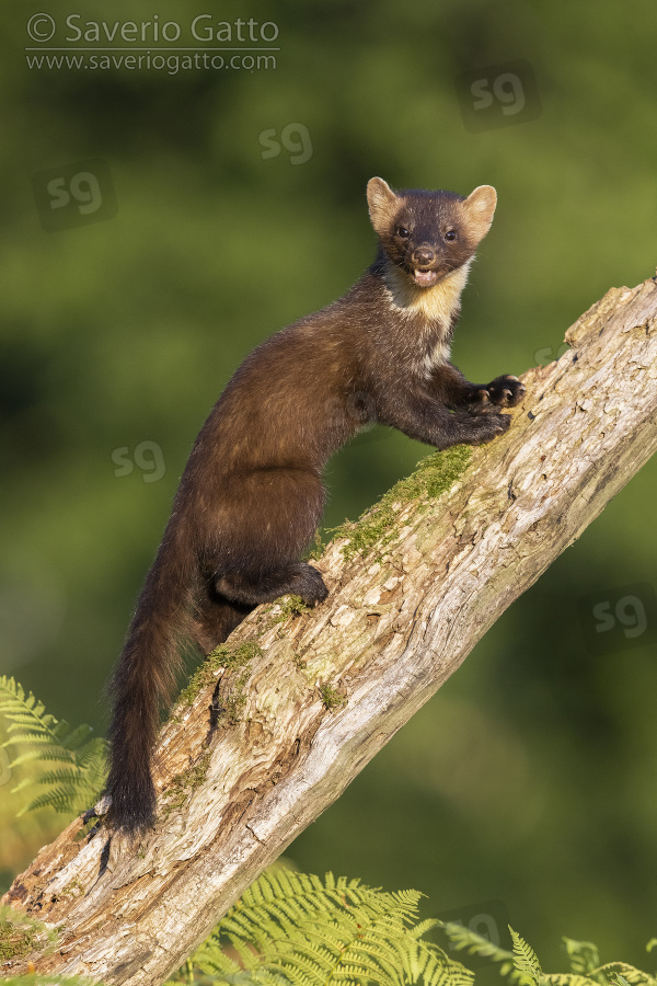 Pine Marten, adult climbing an old trunk