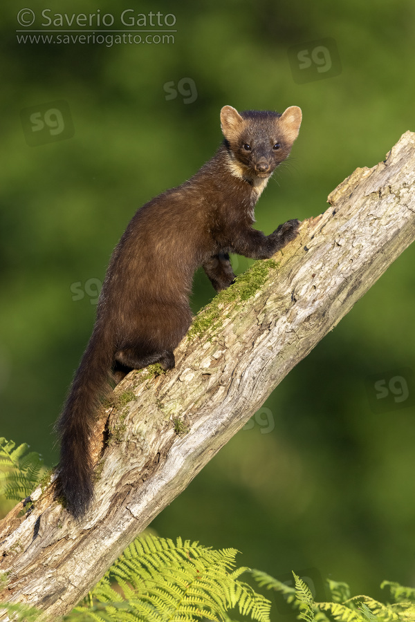 Pine Marten, adult climbing an old trunk