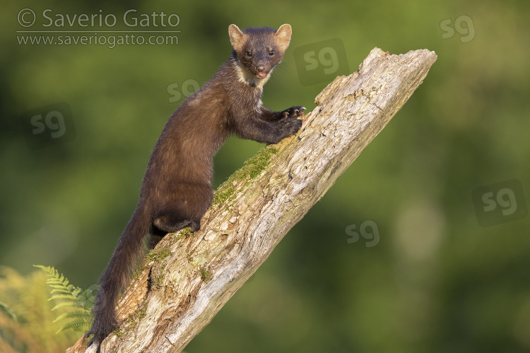 Pine Marten, adult climbing an old trunk