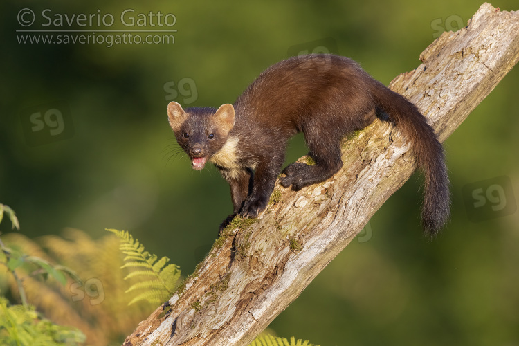 Pine Marten, adult sitting on an old trunk