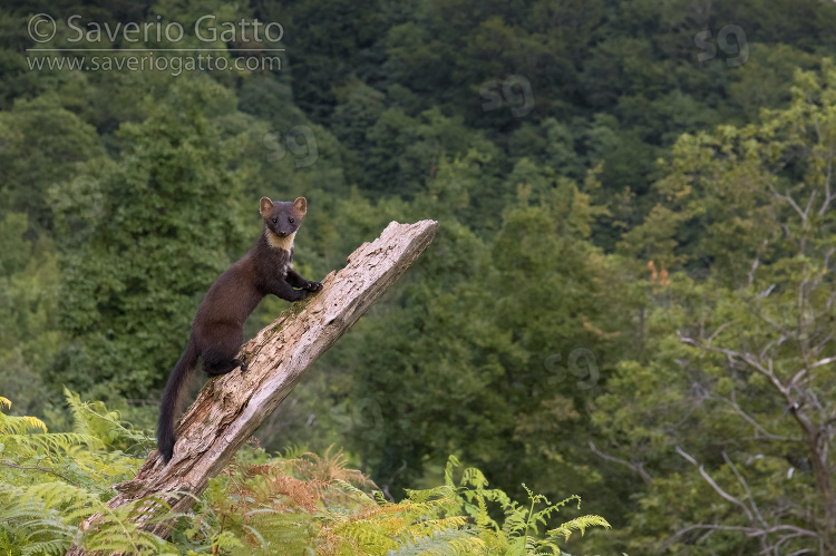 Pine Marten, adult climbing an old trunk in a mountain landscape