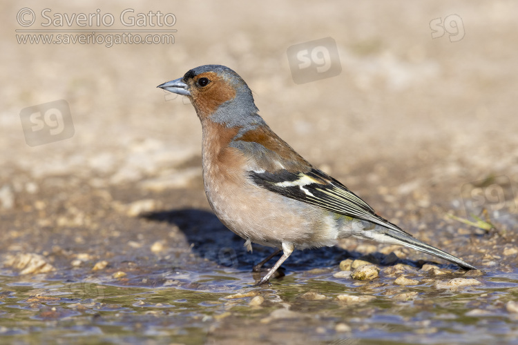 Common Chaffinch