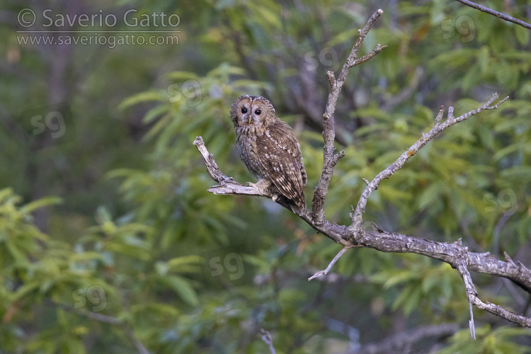 Tawny Owl, adult perched on a branch