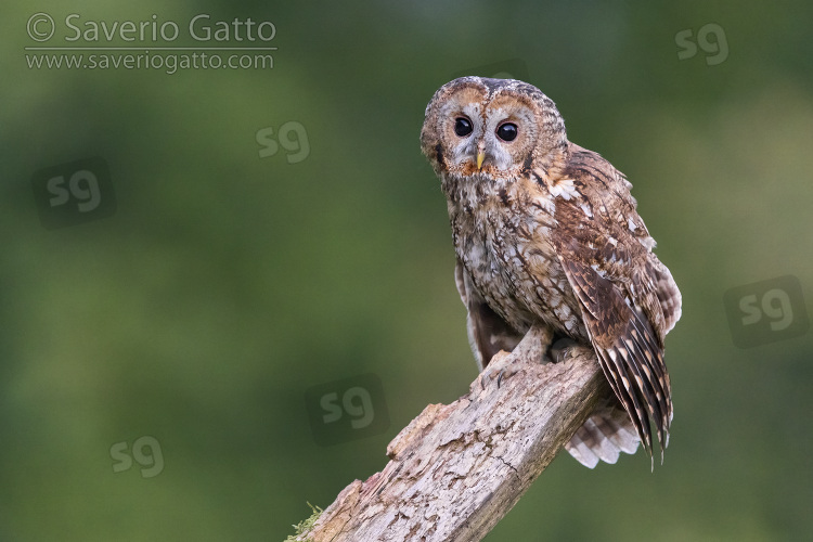 Tawny Owl, adult perched on an old trunk