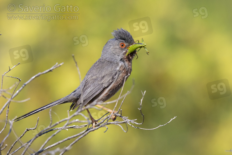 Dartford Warbler, side view of an adult male perched on a branch