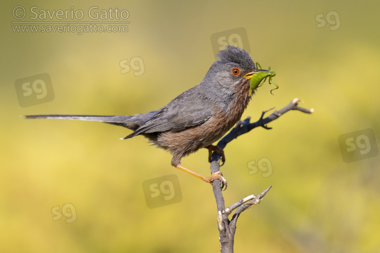 Dartford Warbler, side view of an adult male perched on a branch