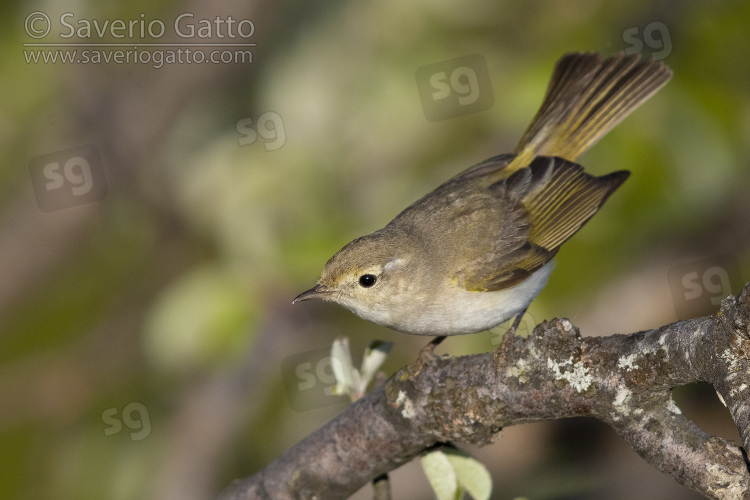 Western Bonelli's Warbler, adult perched on a branch