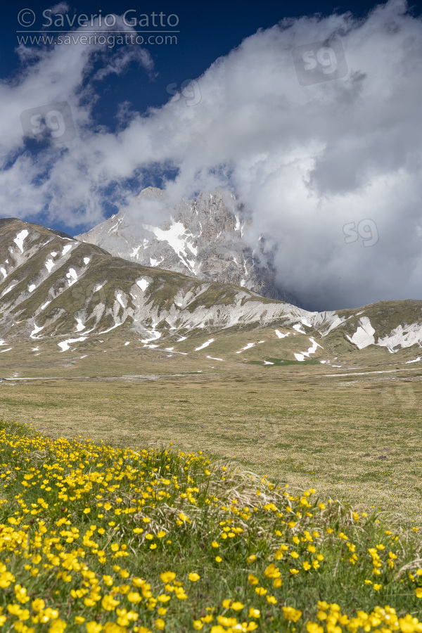 Paesaggio montano, vista del corno grande del gran sasso con fiori in primo piano