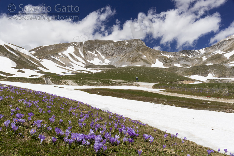 Mountain Landscape, view of mountain tops in gran sasso national park with crocus flowers in the foreground