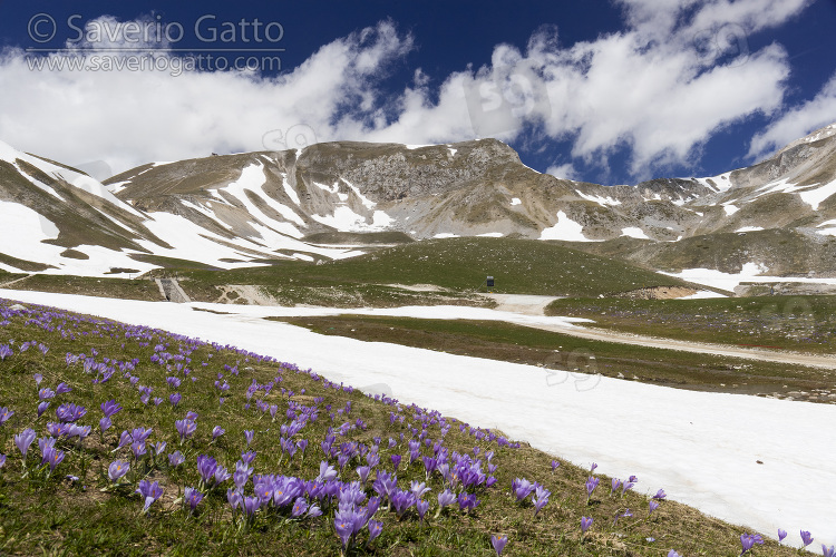 Paesaggio montano, vette del gran sasso con neve e crocus in primo piano