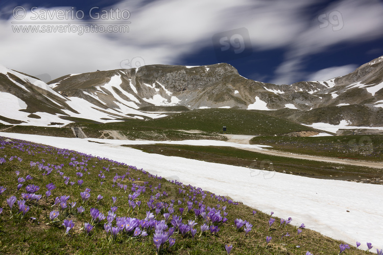 Paesaggio montano, vette del gran sasso con neve e crocus in primo piano