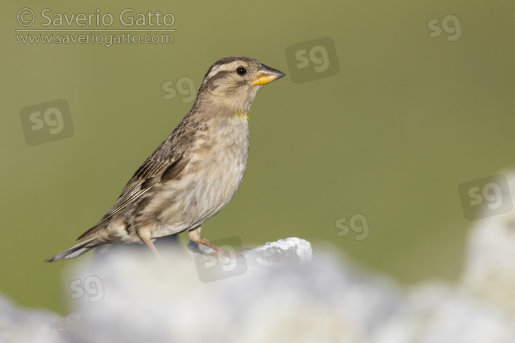 Rock Sparrow, adult standing on a rock