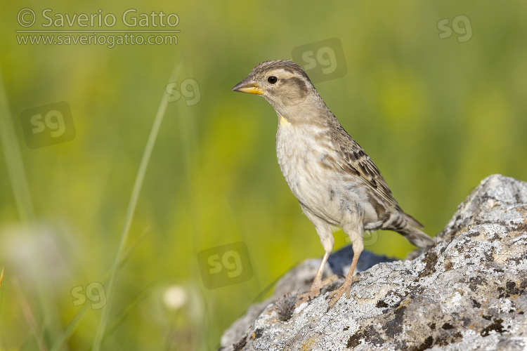 Rock Sparrow, adult standing on a rock