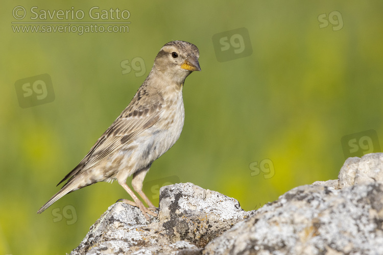 Rock Sparrow, adult standing on a rock