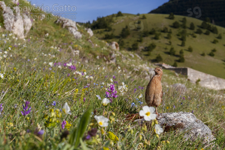 Common Quail, adult male on a mountain slope