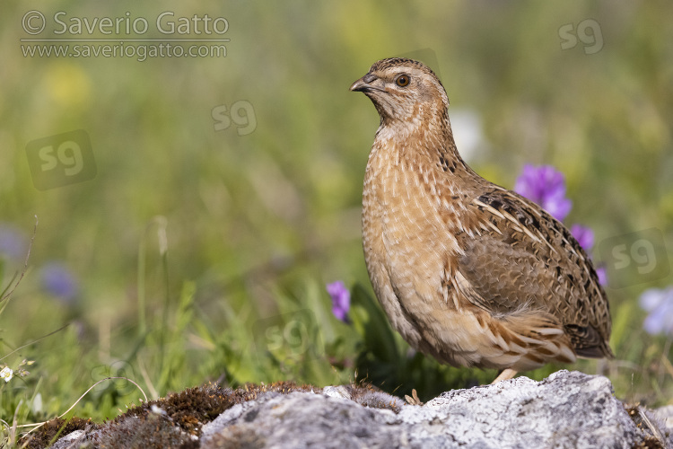 Quaglia