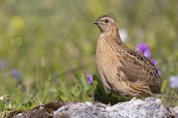 Common Quail, male standing on a rock