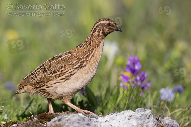 Common Quail, side view of an adult male standing on a rock