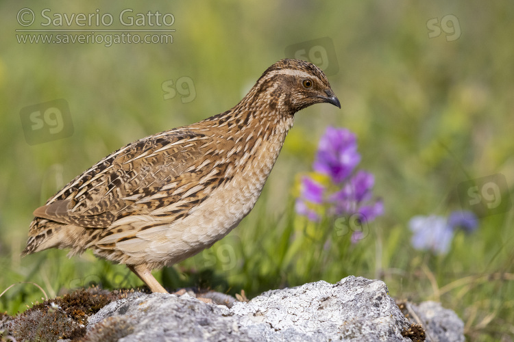 Common Quail, side view of an adult male standing on a rock