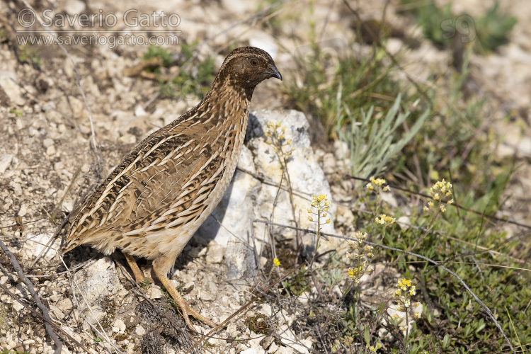 Common Quail, side view of an adult male standing on a rock