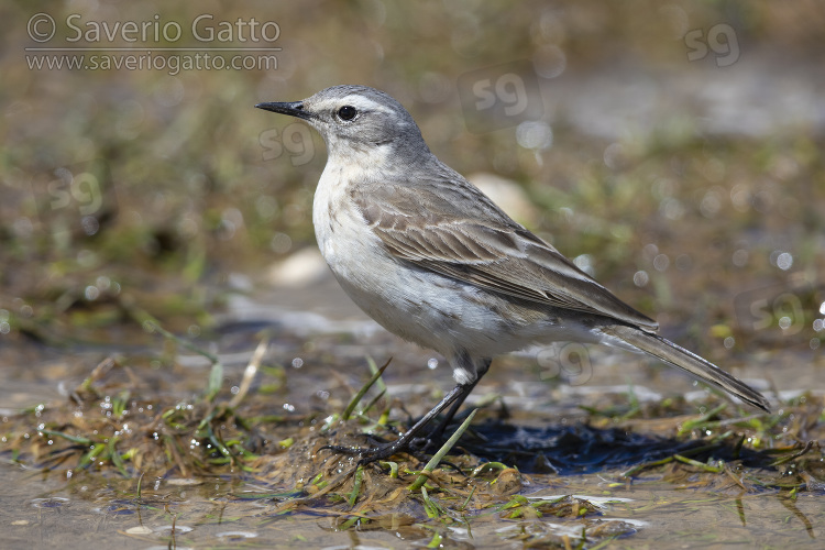 Water Pipit, side view of an adult standing on the ground.