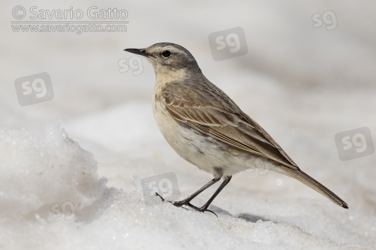 Water Pipit, side view of an adult standing on the snow