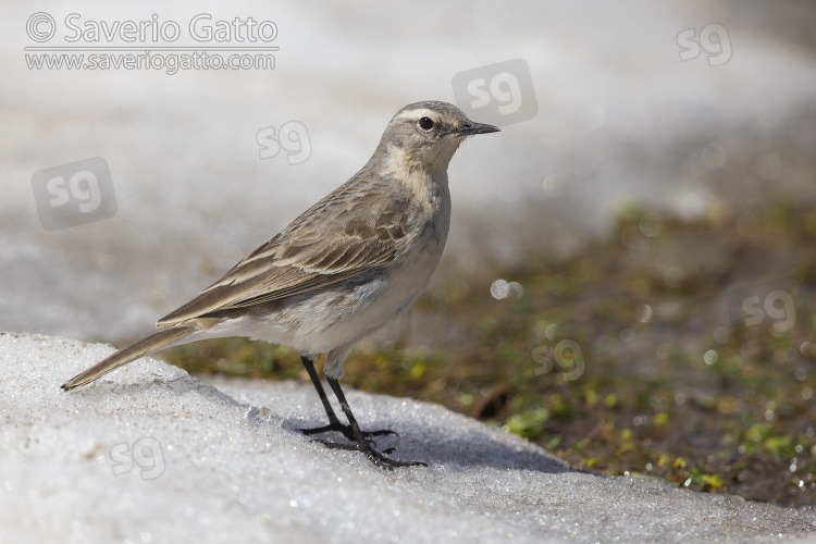 Water Pipit, side view of an adult standing on the snow