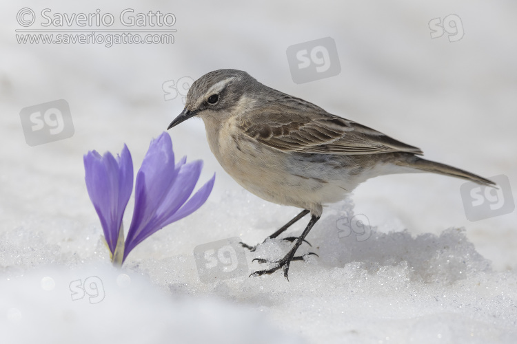 Water Pipit, side view of an adult standing on the snow close to a crocus sp.