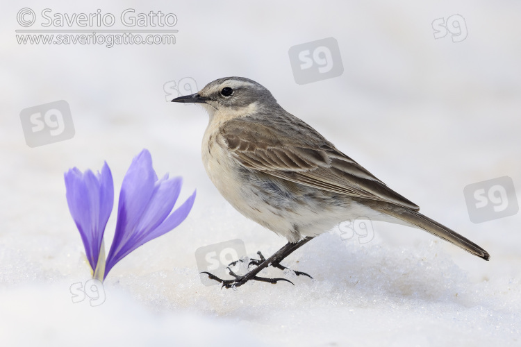 Water Pipit, side view of an adult standing on the snow close to a crocus sp.