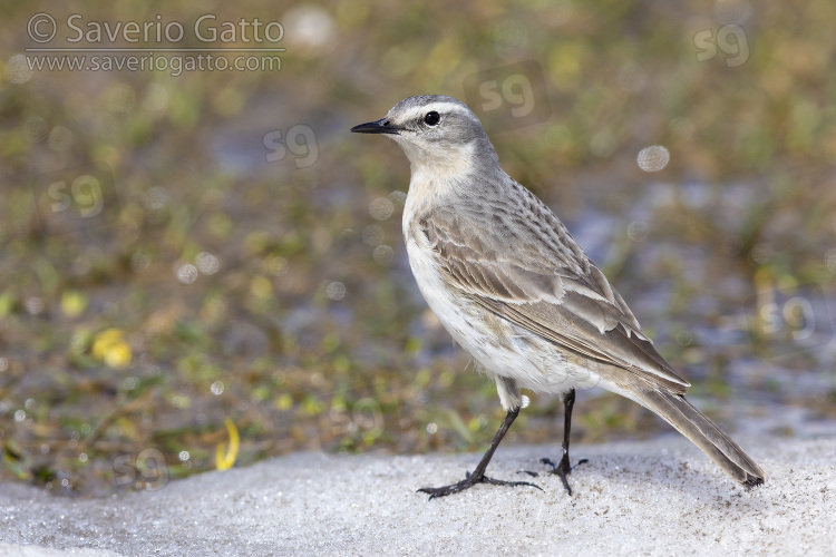 Water Pipit