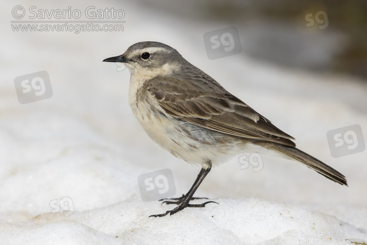 Water Pipit, side view of an adult standing on the snow