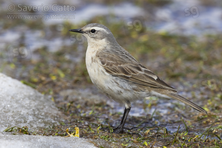 Water Pipit, side view of an adult standing on the ground.