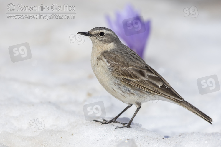 Water Pipit, side view of an adult standing on the snow