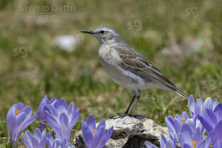 Water Pipit, side view of an adult standing on a rock.