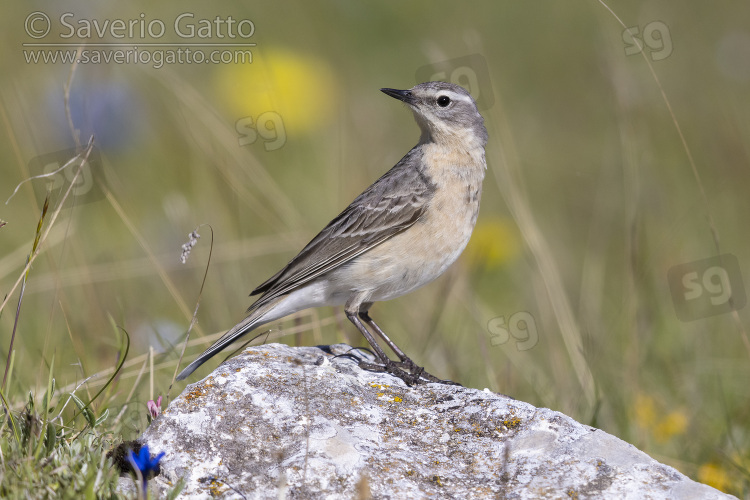 Water Pipit, adult standing on a rock.