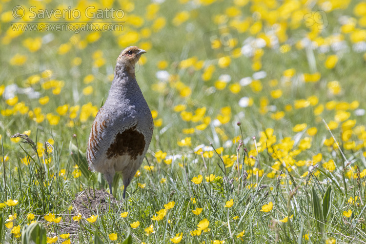 Grey Partridge