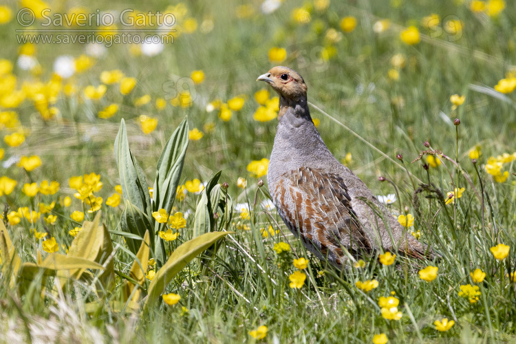 Grey Partridge, side view of an adult male standing in the grass