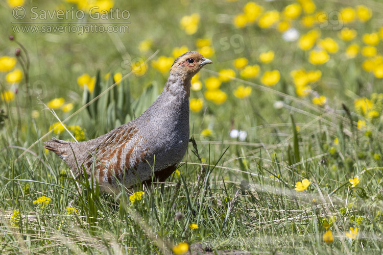 Grey Partridge, side view of an adult male standing in the grass