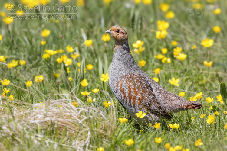 Grey Partridge