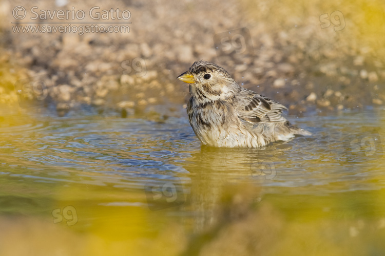 Corn Bunting