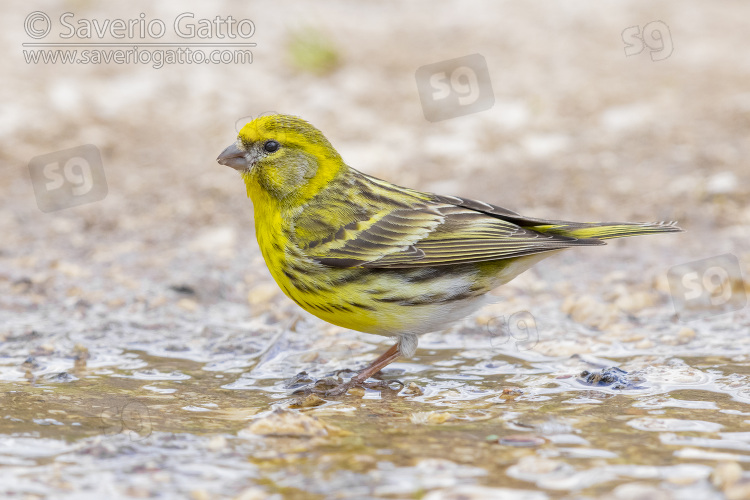European Serin, side view of an adult male standing on the ground