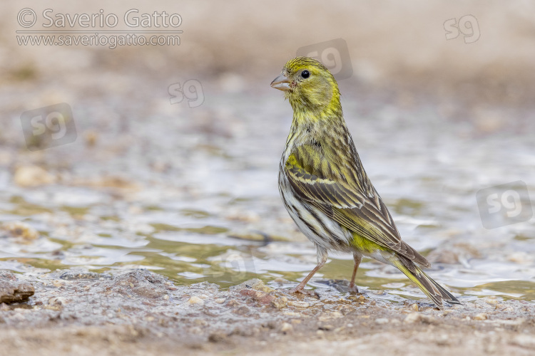 European Serin, adult female standing on the ground
