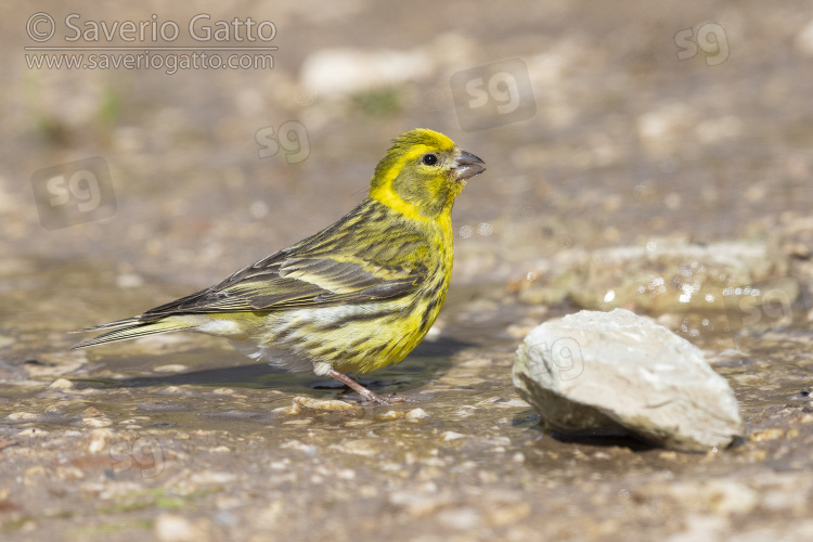 European Serin, side view of an adult male standing on the ground
