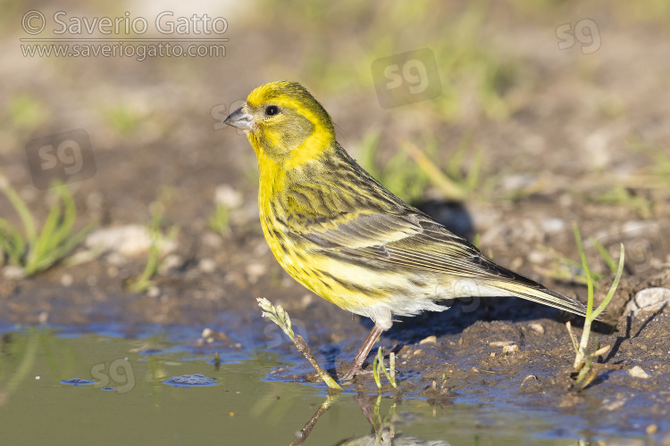 European Serin, side view of an adult male standing on the ground