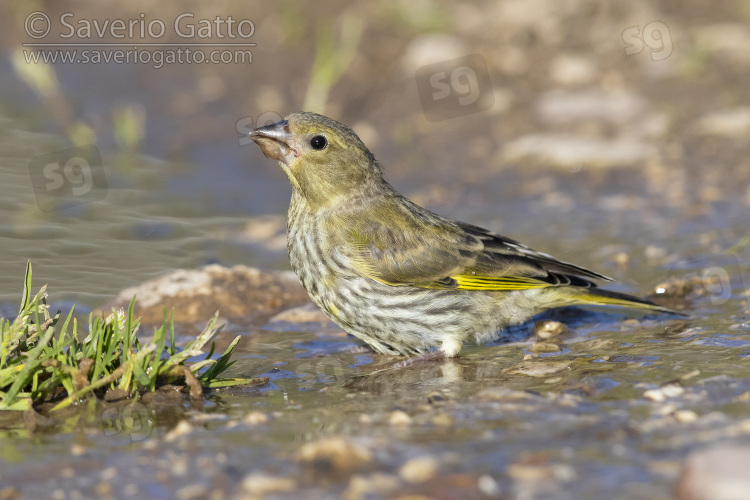 European Greenfinch, side view of a juvenile drinking in a pool