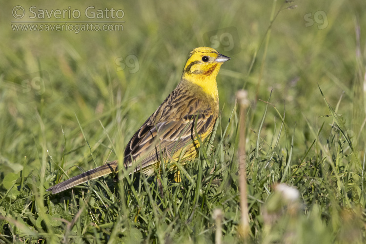 Zigolo giallo, maschio adulto posato sul terreno