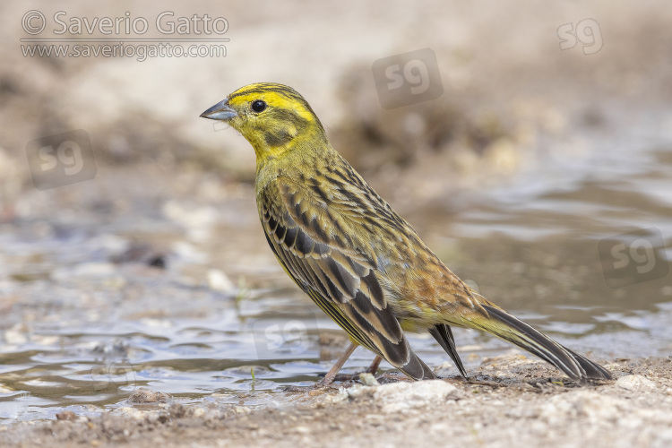 Yellowhammer, side view of an adult male standing in a puddle