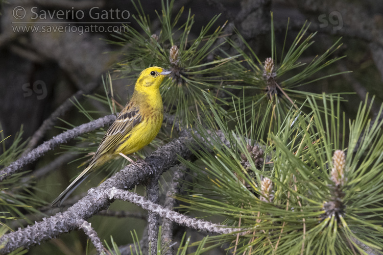 Yellowhammer, side view of an adult male perched on a branch abruzzo