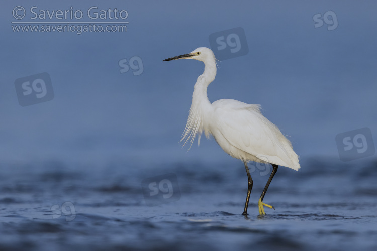 Little Egret, side view of an adult standing in the water